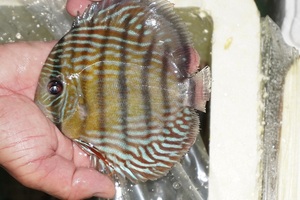 [ wild discus ][ mail order ]la- rubber rear pi comb - Royal [ individual sale ]15cm( organism )