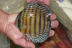 [ wild discus ][ mail order ]la- rubber rear pi comb - red & Royal [ individual sale ]14cm( organism )