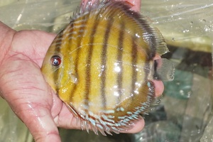 [ wild discus ][ mail order ]inanla-gobo NEAT red te vi ru[ individual sale ]16cm( organism )