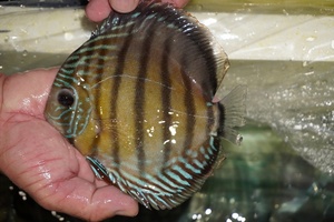 [ wild discus ][ mail order ]inanla-gobo NEAT red [ individual sale ]17cm( organism )