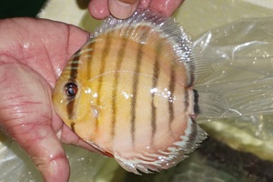 [ wild discus ][ mail order ]inanla-gobo NEAT red te vi ru[ individual sale ]15cm( organism )