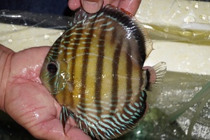 [ wild discus ][ mail order ]inanla-gobo NEAT red [ individual sale ]17cm( organism )