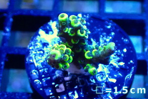 [ coral ]f rug green isisp.(Yellow/Green)( individual sale )No.2( organism )