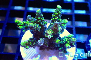 [ coral ]f rug green isisp.(Yellow/Green)( individual sale )No.3( organism )