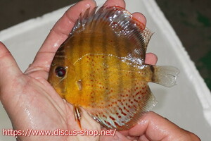 [ wild discus ][ mail order ] upper tefe Royal green Young Star [ individual sale ]10-11cm( organism )