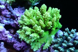 [ coral ]Wild green isisp.(Ultra Grade)[UCA/ Australia production ]( individual sale )(±12x10cm)No.26( organism )