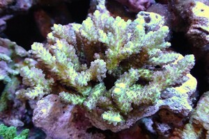 [ coral ]Wild green isisp.(Ultra Grade)[UCA/ Australia production ]( individual sale )(±12x11cm)No.8( organism )