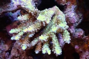 [ coral ]Wild green isisp.(Ultra Grade)[UCA/ Australia production ]( individual sale )(±9x8cm)No.7( organism )