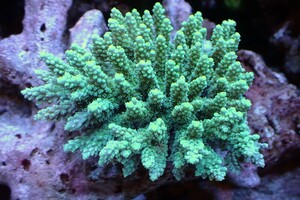 [ coral ]Wild green isisp.(Ultra Grade)[UCA/ Australia production ]( individual sale )(±11x10cm)No.11( organism )