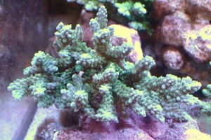 [ coral ]Wild green isisp.(Ultra Grade)[UCA/ Australia production ]( individual sale )(±11x8cm)No.19( organism )