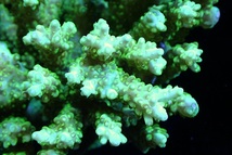 【サンゴ】Wild ミドリイシsp.（Ultra Grade）【UCA/オーストラリア産】（個体販売）（±13ｘ13ｃｍ）No.25（生体）_画像2