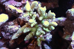 【サンゴ】Wild ミドリイシsp.（Ultra Grade）【UCA/オーストラリア産】（個体販売）（±11ｘ9ｃｍ）No.9（生体）