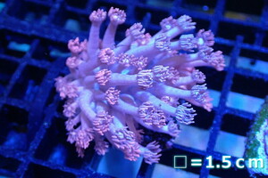 [ coral ] is length coral (Special/Pink)[UCA/ Australia production ]( individual sale )No.9( organism )