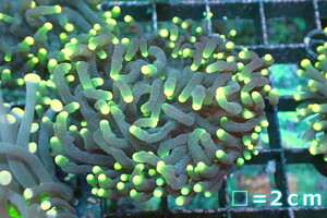 [ coral ] torch coral (Yellow Tip)[UCA/ Australia production ]S size ( individual sale )No.17( organism )
