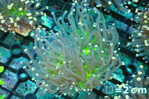 [ coral ] torch coral (Yellow Tip/Green Core)[UCA/ Australia production ]M size ( individual sale )No.32( organism )