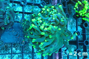 [ coral ]na galet is na coral (Toxic Green)[UCA/ Australia production ]( individual sale )No.5( organism )