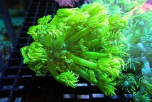 【サンゴ】ハナガササンゴ（Full Metallic Green）【UCA/オーストラリア産】（個体販売）（±5-8ｃｍ）No.6（生体）_画像1
