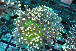 [ coral ] torch coral (Yellow Tip/Green Core)[UCA/ Australia production ]SM size ( individual sale )No.30( organism )