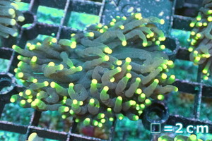 【サンゴ】トーチコーラル（Yellow Tip）【UCA/オーストラリア産】Sサイズ（個体販売）No.19（生体）