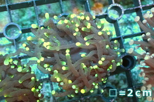 [ coral ] torch coral (Yellow Tip)[UCA/ Australia production ]S size ( individual sale )No.11( organism )