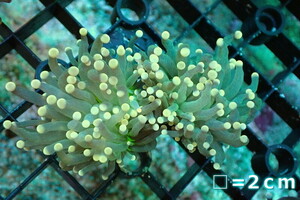 [ coral ] torch coral (Yellow Tip/Green Core)[UCA/ Australia production ]SM size ( individual sale )No.28( organism )