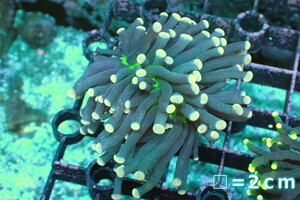 [ coral ] torch coral (Yellow Tip/Green Core)[UCA/ Australia production ]SM size ( individual sale )No.22( organism )