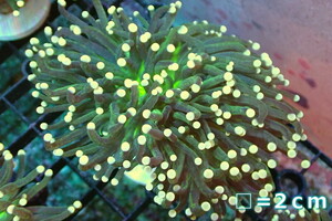 [ coral ] torch coral (Yellow Tip/Green Core)[UCA/ Australia production ]SM size ( individual sale )No.2( organism )