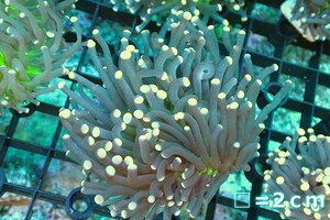 [ coral ] torch coral (Yellow Tip/Green Core)[UCA/ Australia production ]M size ( individual sale )No.29( organism )