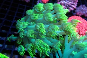 【サンゴ】ハナガササンゴ（Full Metallic Green）【UCA/オーストラリア産】（個体販売）（±5-8ｃｍ）No.7（生体）