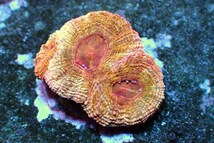 【サンゴ】オオトゲキクメイシ(Bowerbanki/Gold Rainow)【UCA/オーストラリア産】（個体販売）（±3.5ｃｍ）No.3（生体）_画像1