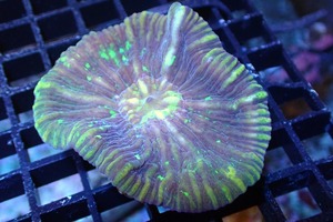 [ coral ]umi rose sp.(Ultra Grade)[UCA/ Australia production ]( individual sale )(±7cm)No.2( organism )