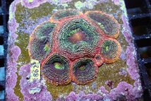 【サンゴ】オオトゲキクメイシ(Bowerbanki/Rainbow)【UCA/オーストラリア産】（個体販売）（±7ｃｍ）No.7（生体）_画像2