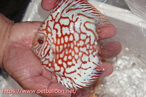 [ discus ][ mail order ] red map Galaxy [ individual sale ]15cm( organism )