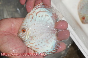 [ discus ][ mail order ] super white checker [ individual sale ]10-11cm( organism )