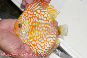 [ discus ][ mail order ] Golden checker [ individual sale ]15cm( organism )