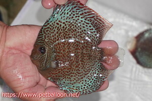 [ discus ][ mail order ] super blue hole navy blue da[ individual sale ]13cm( organism )