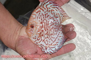 [ discus ][ mail order ] red map Galaxy [ individual sale ]15cm( organism )