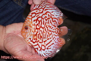 [ discus ][ mail order ] red map Galaxy [ individual sale ]15cm( organism )
