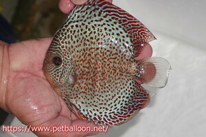 [ discus ][ mail order ] super blue hole navy blue da[ individual sale ]13cm( organism )