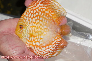 [ discus ][ mail order ] Golden checker [ individual sale ]15cm( organism )