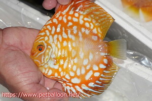 [ discus ][ mail order ] Golden checker [ individual sale ]15cm( organism )