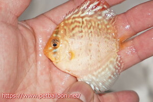[ discus ][ mail order ] red spot green 5 pcs [ sample image ]5-6cm( organism )
