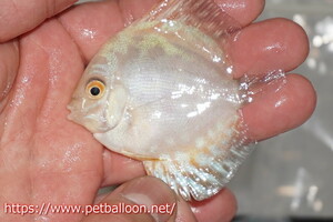 [ discus ][ mail order ] super white checker 1 pcs [ sample image ]5-6cm( organism )