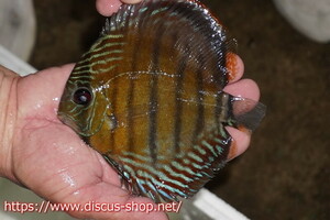 [ wild discus ][ mail order ]inanla-gobo NEAT red [ individual sale ]15-16cm( organism )