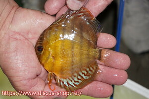 [ wild discus ][ mail order ] upper tefe Royal green Young Star [ individual sale ]10-11cm( organism )