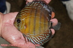 [ wild discus ][ mail order ]inanla-gobo NEAT red [ individual sale ]15-16cm( organism )