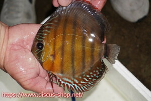 [ wild discus ][ mail order ]inanla-gobo NEAT red te vi ru[ individual sale ]15-16cm( organism )