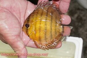 [ wild discus ][ mail order ] upper tefe Royal green Young Star [ individual sale ]10-11cm( organism )