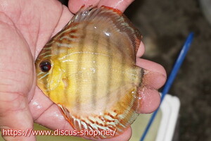 [ wild discus ][ mail order ] upper tefe Royal green Young Star [ individual sale ]10-11cm( organism )