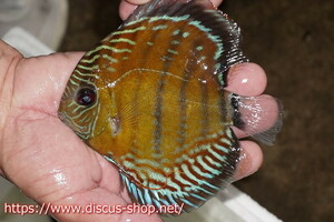 [ wild discus ][ mail order ]inanla-gobo NEAT red [ individual sale ]15-16cm( organism )